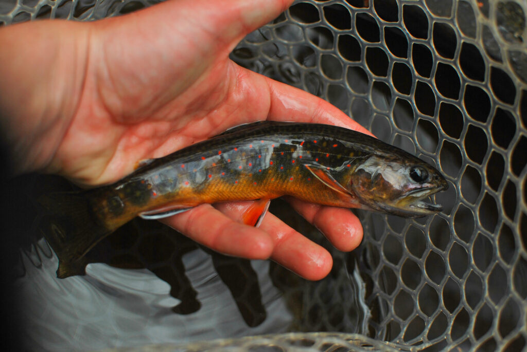 Cheat River Trout: To Keep or Release? - Highland Outdoors